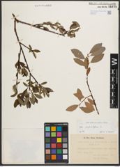 Foto von Salix phylicifolia L.